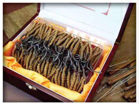 昌吉冬虫夏草回收